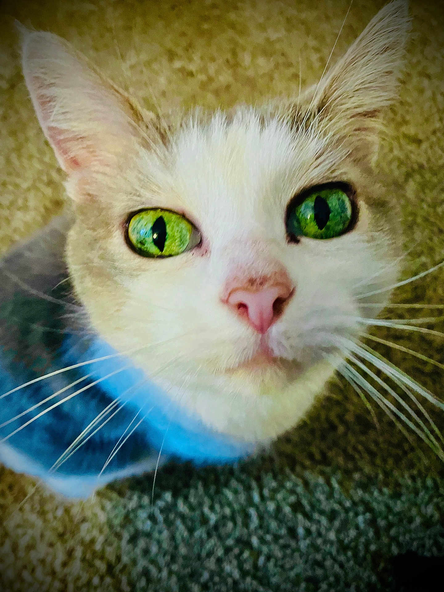 Casper is registered to the contest to win money with this photo: cat, close_up, green_eyes, pink_nose, whiskers, fur, blue_collar, pet, indoor, curious, animal, face, feline, portrait, looking_up, domestic_cat, whiskers_visible, cute, focused, carpet
