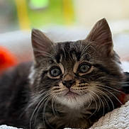 Tigrou a rejoint le concours — aidez-le/la à gagner de superbes lots ! kitten, cat, tabby, whiskers, fur, close_up, pet, animal, cute, indoor, cozy, blanket, soft, texture, young, feline, portrait, relaxed, sleepy, domestic_cat