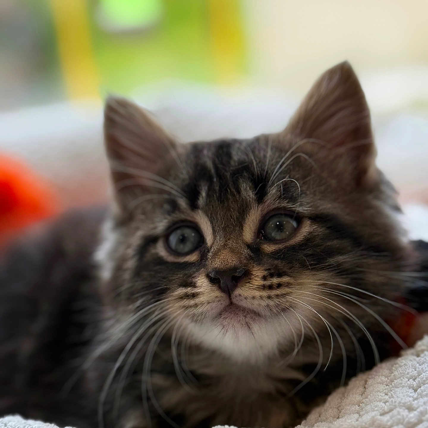 Tigrou a rejoint le concours — aidez-le/la à gagner de superbes lots ! animal, blanket, cat, close_up, cozy, cute, domestic_cat, feline, fur, indoor, kitten, pet, portrait, relaxed, sleepy, soft, tabby, texture, whiskers, young