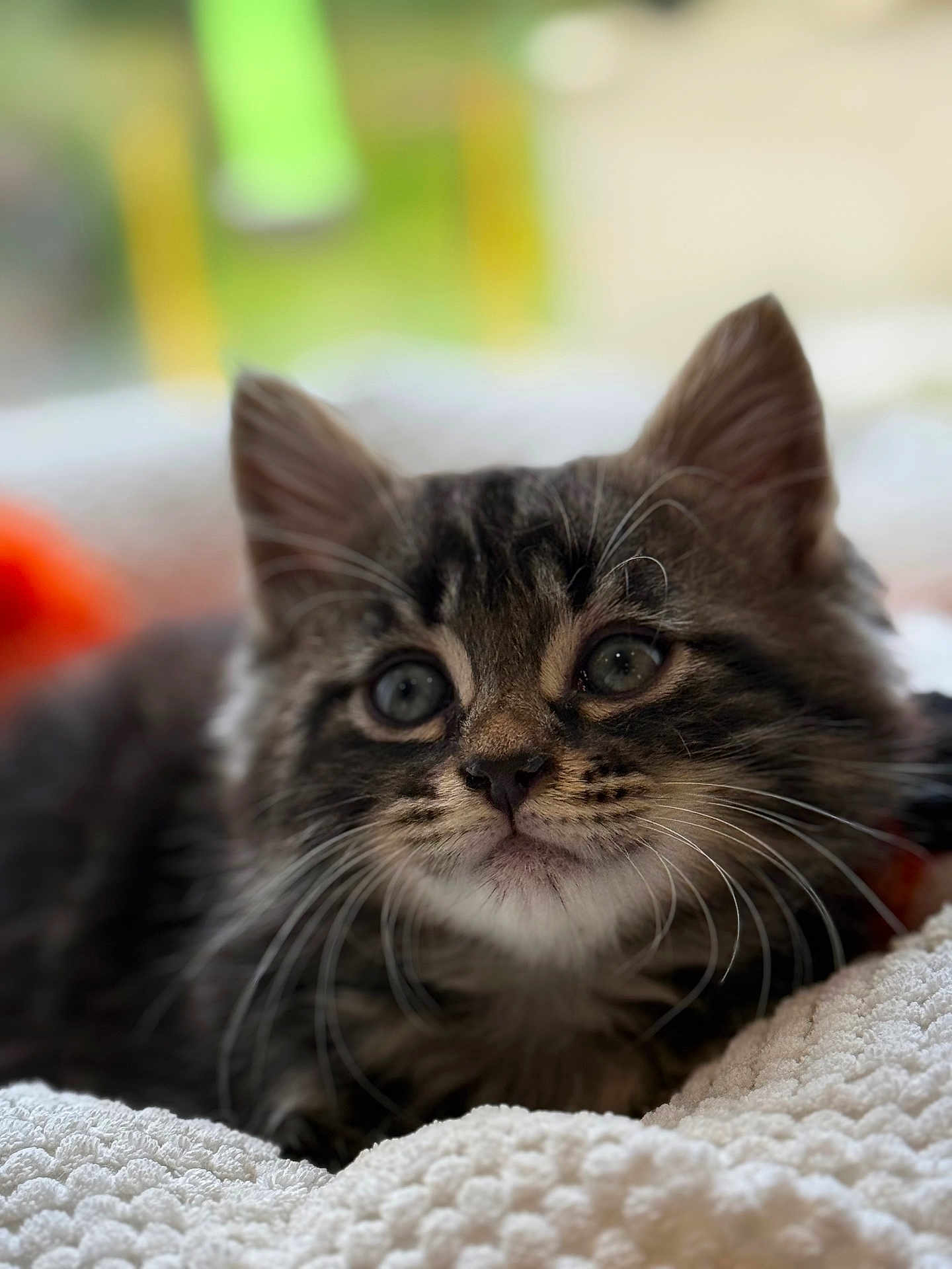 Tigrou a rejoint le concours — aidez-le/la à gagner de superbes lots ! kitten, cat, tabby, whiskers, fur, close_up, pet, animal, cute, indoor, cozy, blanket, soft, texture, young, feline, portrait, relaxed, sleepy, domestic_cat