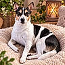 dog, pet, black_and_white, short_hair, pointed_ears, sitting, lying_down, portrait, indoors, cozy, fluffy_blanket, cream_bedding, flowers, lantern, warm_lighting, paw_print, home_decor, alert, cute, photography