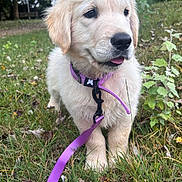 Buzz participe au concours pour gagner de l'argent avec cette photo : animal, canine, collar, cute, dog, field, fur, golden_retriever, grass, greenery, leaf, leash, nature, outdoor, pet, playful, puppy, summer, tongue_out, young_dog