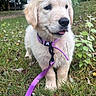 animal, canine, collar, cute, dog, field, fur, golden_retriever, grass, greenery, leaf, leash, nature, outdoor, pet, playful, puppy, summer, tongue_out, young_dog