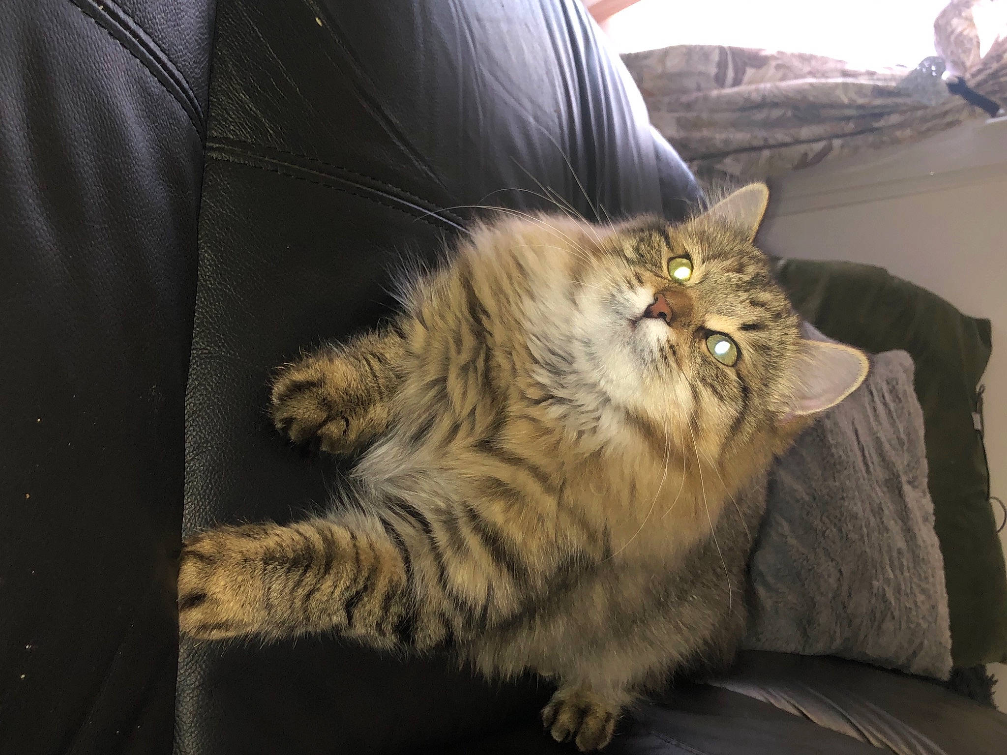 Suna a rejoint le concours — aidez-le/la à gagner de superbes lots ! carnivore, cat, claw, comfort, couch, domestic_short_haired_cat, fawn, felidae, fur, grey, maine_coon, paw, plant, small_to_medium_sized_cats, snout, tail, terrestrial_animal, tree, whiskers, wood