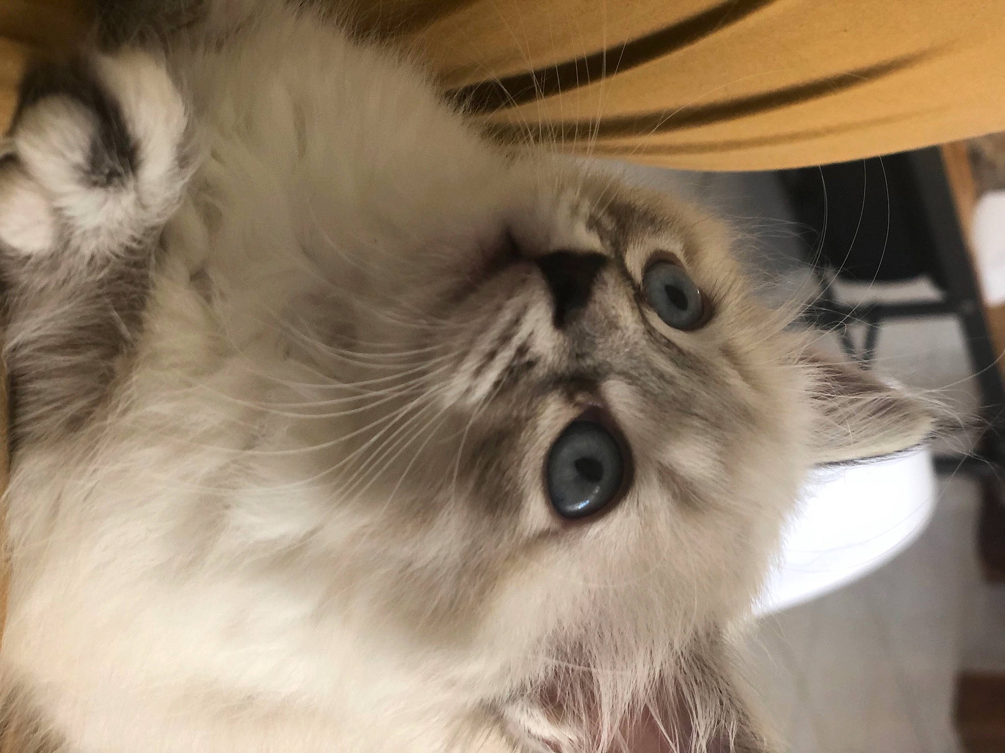 Scarlette participe au concours pour gagner de l'argent avec cette photo : balinese, birman, british_longhair, carnivore, cat, claw, domestic_short_haired_cat, fang, fawn, felidae, fur, iris, paw, ragdoll, small_to_medium_sized_cats, snout, tail, thai, vegetable, whiskers