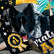 Buster joined the competition — help win amazing prizes! dog, black_and_white, tongue_out, celebration, congrats_frame, ribbon, stars, outdoor, leash, pet, happy, closeup, portrait, animal, festive, award, cheerful, canine, background_furniture, colorful