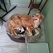 Luna joined the competition — help win amazing prizes! dog, puppies, bed, towel, floor, indoor, green_wall, wooden_chair, happy, nursing, newborn, animal, pet, canine, mother, resting, cozy, domestic, litter, cute