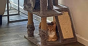 Katsu is registered to the contest to win money with this photo: animal, brown_and_white, cat, cat_tree, cozy, daylight, feline, floor, furniture, home, indoors, kitten, living_room, pet, play_area, portrait, scratching_post, sitting, window, wood_floor
