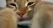 Katsu joined the competition — help win amazing prizes! cat, orange_cat, sleepy, close_up, face, eyes, ears, whiskers, nose, feline, fur, tabby, pet, indoor, cozy, blanket, soft_focus, portrait, relaxed, cute
