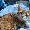Katsu is registered to the contest to win money with this photo: animal, blue_bottles, car, cat, child_seat, feline, harness, interior, leash, lying_down, orange_cat, pet, portrait, relaxed, seat, sitting, striped_fur, vehicle, whiskers, white_paws