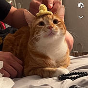 Katsu is registered to the contest to win money with this photo: cat, orange_cat, white_chest, pet, animal, sitting, bed, bedroom, indoor, portrait, whiskers, green_eyes, fur, striped_fur, tiny_hat, costume, human_hands, framed_art, bedding, funny