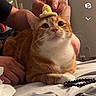 animal, bed, bedding, bedroom, cat, costume, framed_art, funny, fur, green_eyes, human_hands, indoor, orange_cat, pet, portrait, sitting, striped_fur, tiny_hat, whiskers, white_chest