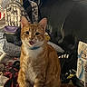 Katsu is registered to the contest to win money with this photo: cat, orange_tabby, kitten, pet, sitting, blue_collar, open_mouth, whiskers, ears, tail, striped_fur, indoor, furniture, couch, cushion, laundry, clothing, backpack, household_items, portrait