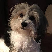 Cooper is registered to the contest to win money with this photo: animal, black, brown, canine, companion, couch, curious, cute, dog, domestic_animal, face, fluffy, fur, furry, indoor, pet, portrait, sitting, small_dog, white