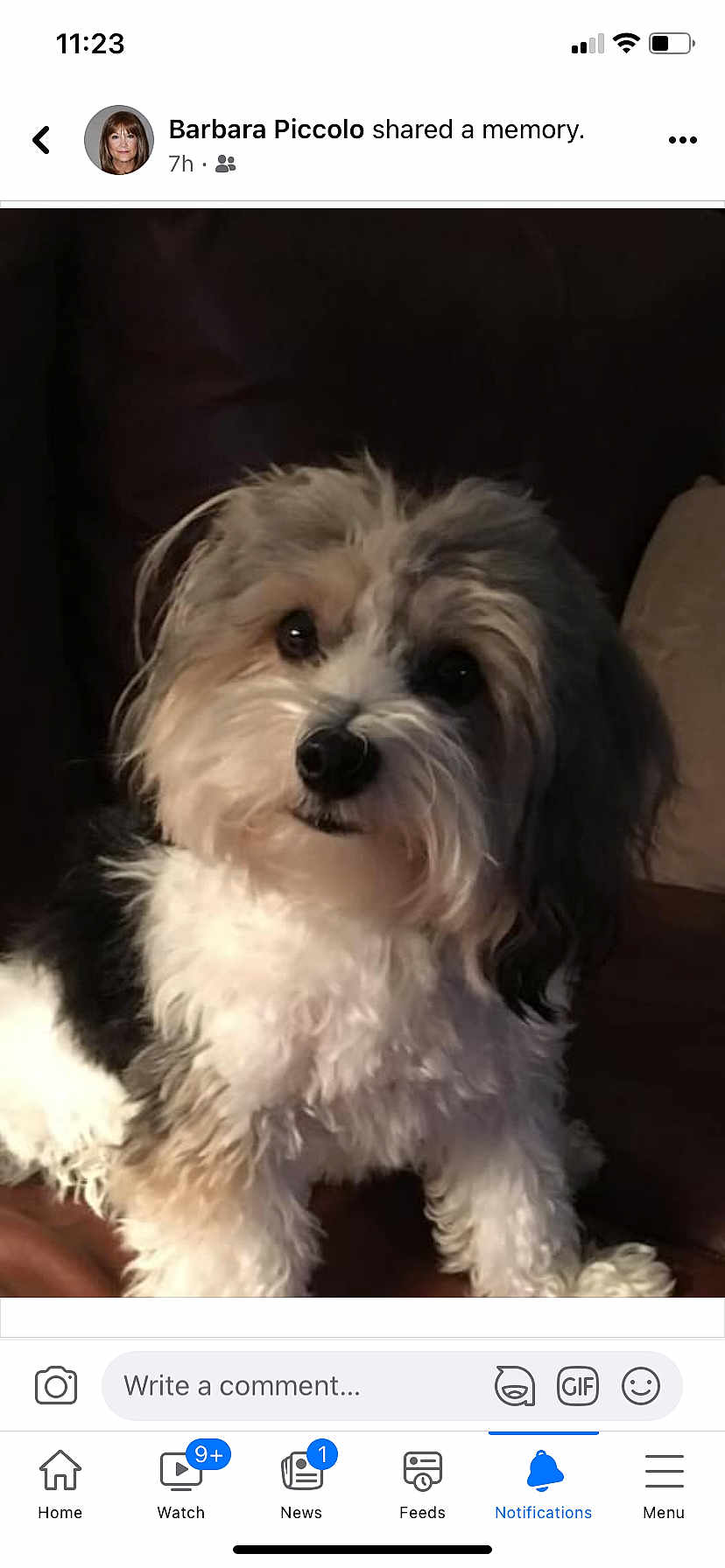 Cooper