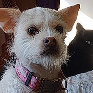 Princess Leia is registered to the contest to win money with this photo: dog, cat, pet, animal, portrait, close_up, scruffy_fur, white_dog, black_cat, collar, pink_collar, indoors, bedroom, bed, cushion, sunlight, shadow, photobomb, looking_at_camera, companion_animals