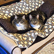 Missy And Guy is registered to the contest to win money with this photo: cat, feline, pets, animal, tabby, long_hair, short_hair, resting, blanket, heart_pattern, cozy, indoor, couch, fur, cute, relaxed, pair, companions, soft, domestic