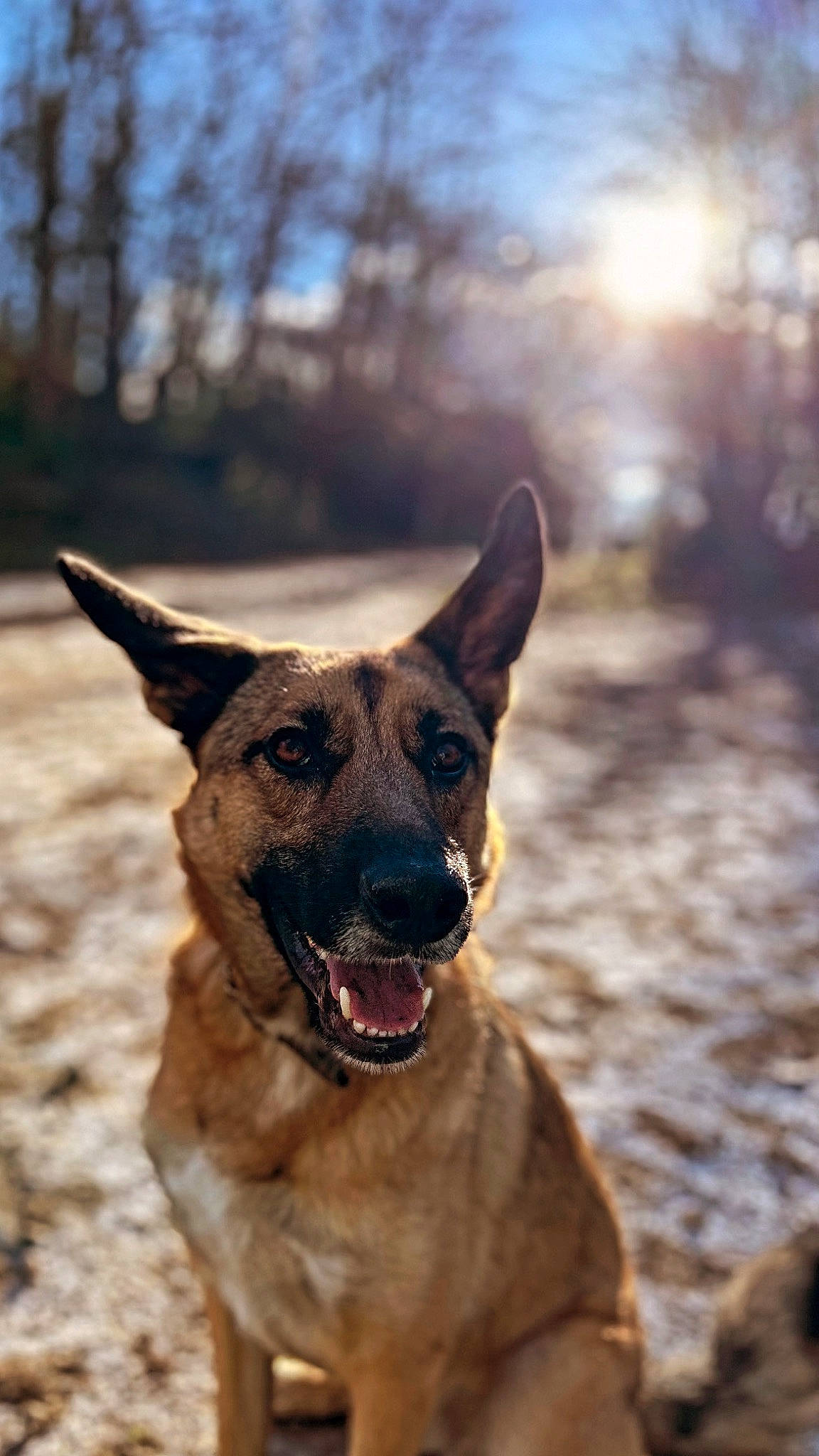 Arya participe au concours pour gagner de l'argent avec cette photo : australian_cattle_dog, canidae, carnivore, collar, companion_dog, dog, dog_breed, dog_collar, fawn, grass, guard_dog, herding_dog, snout, sporting_group, street_dog, terrestrial_animal, tree, wildlife, working_animal, working_dog