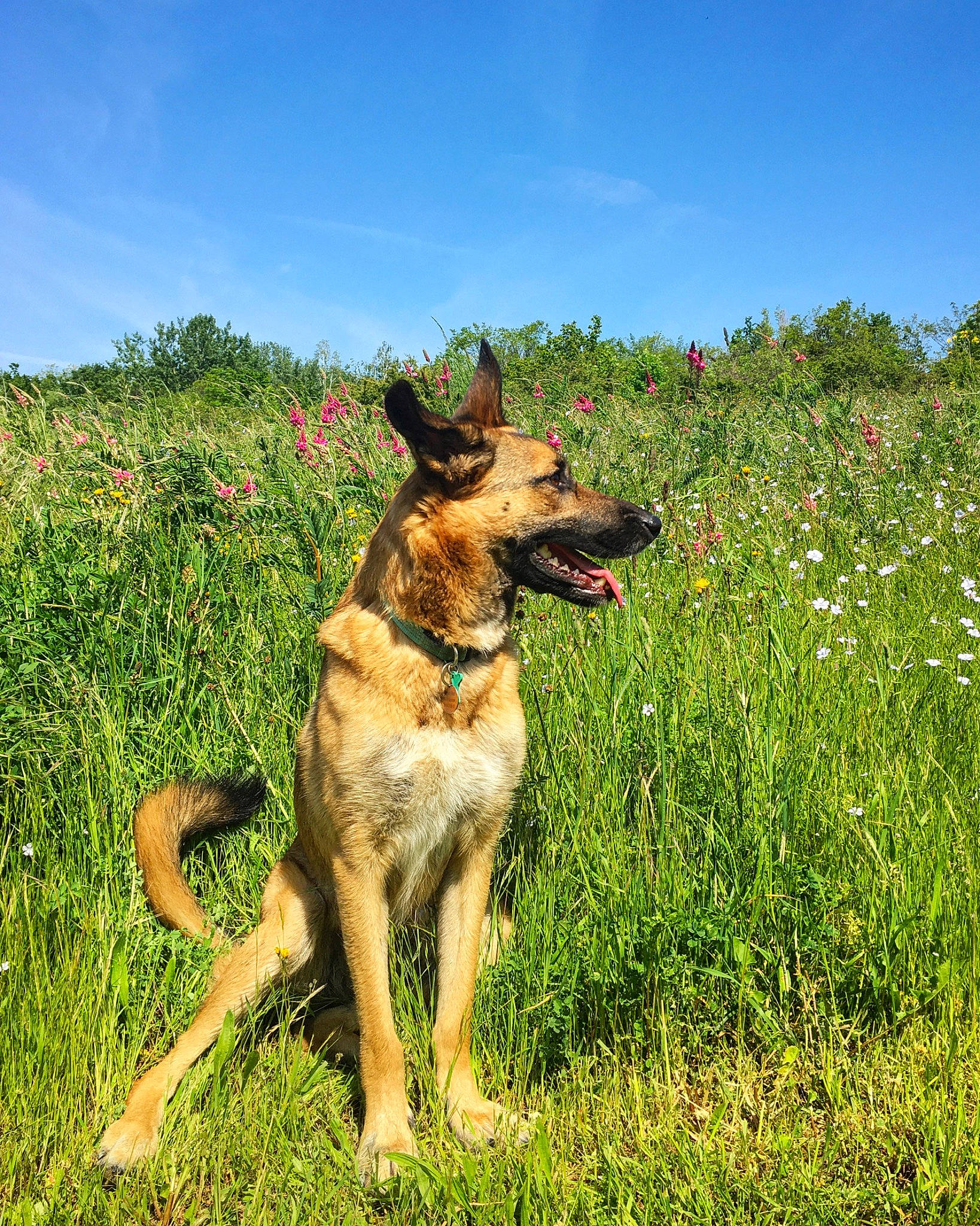 Arya participe au concours pour gagner de l'argent avec cette photo : canidae, carnivore, collar, dog, dog_breed, dog_supply, east_european_shepherd, fawn, german_shepherd_dog, grass, grassland, herding_dog, old_german_shepherd_dog, plant, prairie, sky, snout, sporting_group, tail, tree