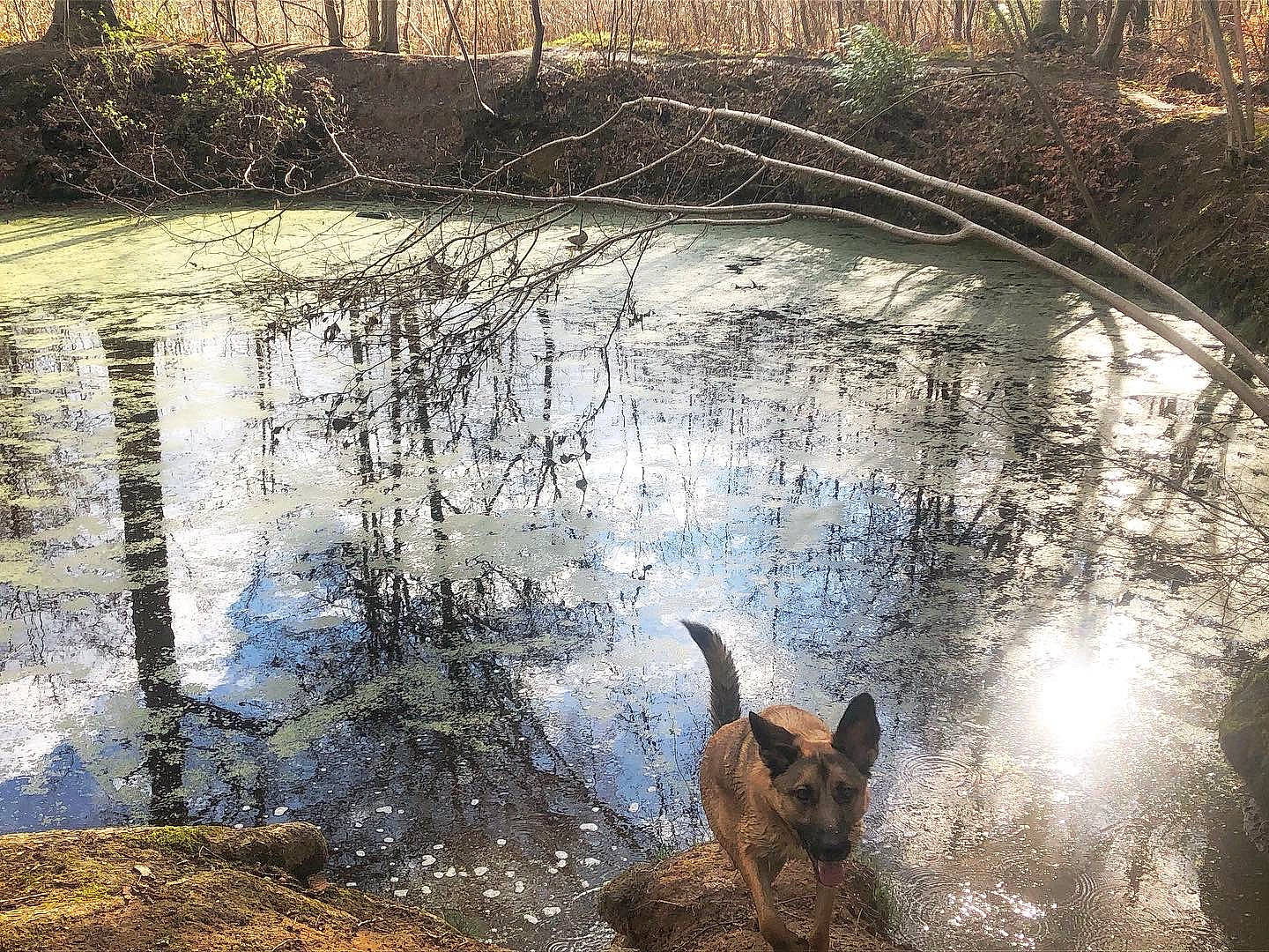 Arya a rejoint le concours — aidez-le/la à gagner de superbes lots ! art, bank, biome, body_of_water, grass, lake, landscape, morning, natural_landscape, reflection, sunlight, tints_and_shades, tree, vegetation, wall, water, water_resources, watercourse, waterway, wood