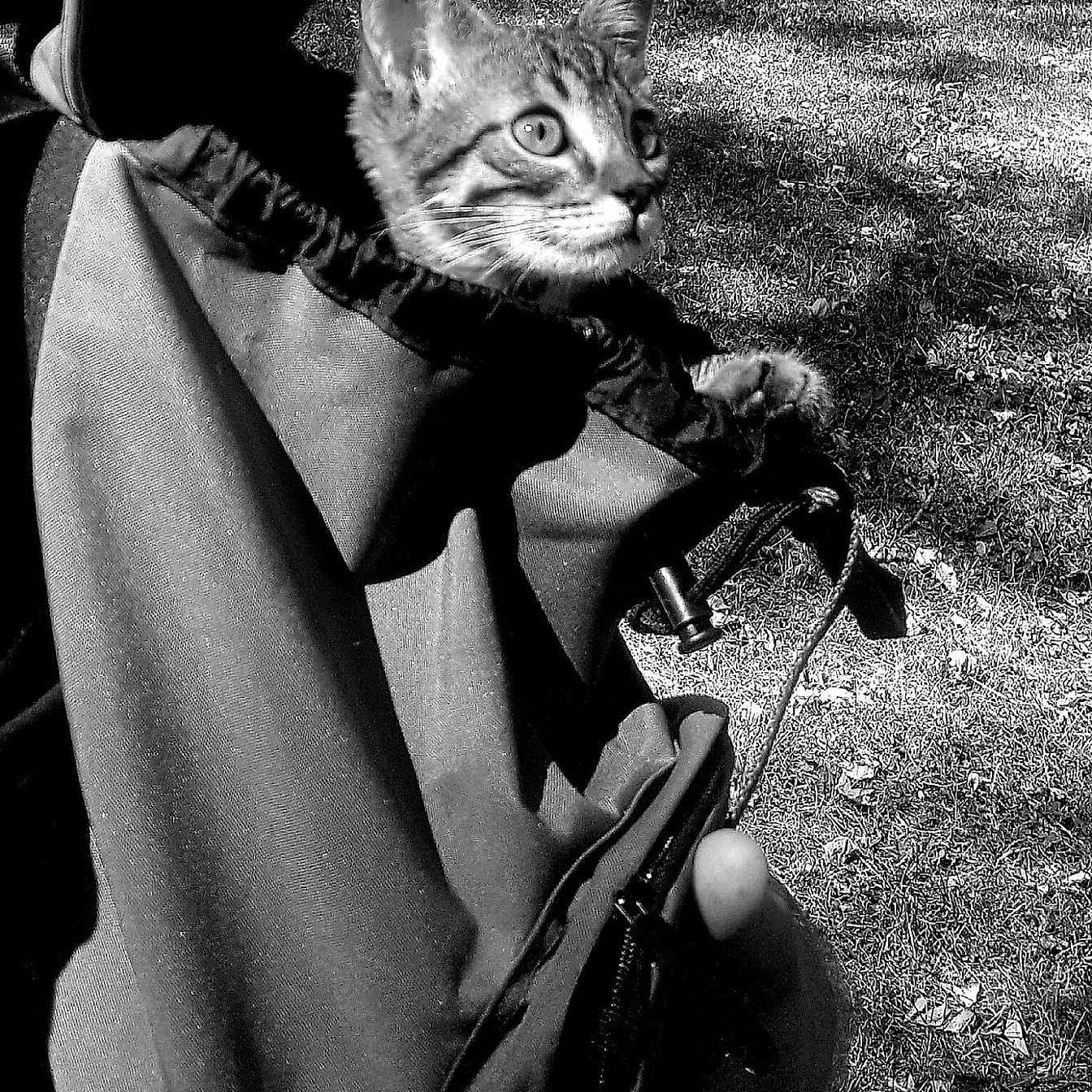Naële a rejoint le concours — aidez-le/la à gagner de superbes lots ! animal, black_and_white, cat, closeup, curious, fabric, grass, hand, holding, kitten, mammal, nature, outdoor, pet, portrait, pouch, shadow, sunlight, tree, young