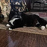 angel_figurines, black_and_white, blanket, cat, couch, decor, fluffy, fur, home, indoor, living_room, lying_down, paws, pet, relaxed, rug, shelf, statue, whiskers, wood_floor