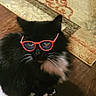 Boots is registered to the contest to win money with this photo: animal, black_cat, cat, cute, domestic_cat, feline, floor, fur, glasses, home, indoor, looking_up, pet, playful, portrait, red_glasses, rug, sitting, whiskers, white_fur