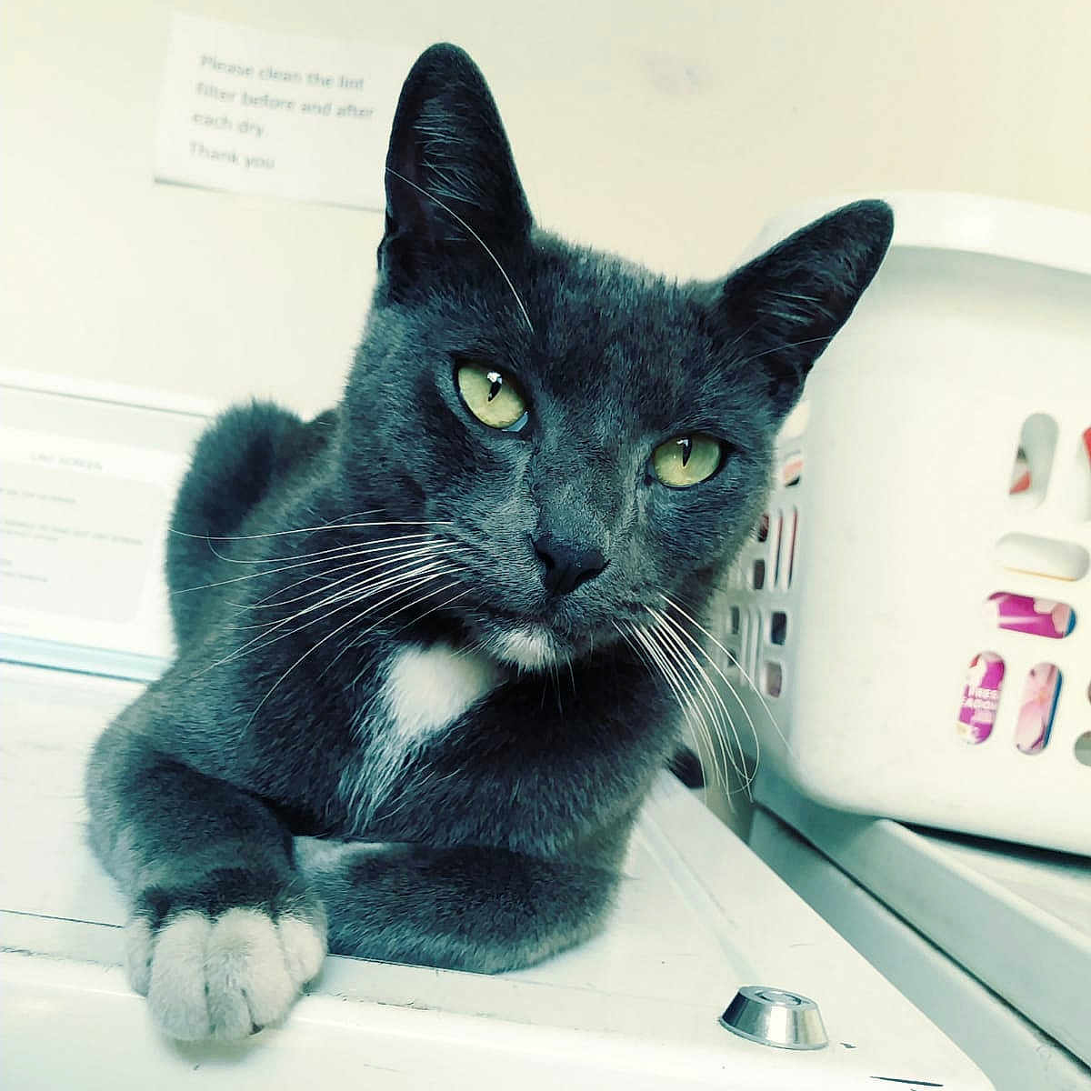 Pantera is registered to the contest to win money with this photo: asian, black_cat, carnivore, cat, chartreux, domestic_short_haired_cat, european_shorthair, felidae, kitten, korat, russian_blue, small_to_medium_sized_cats, snout, whiskers