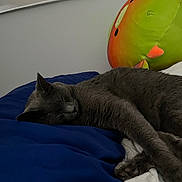 Little Bear joined the competition — help win amazing prizes! animal, bed, blanket, cat, closeup, comfort, cozy, domestic, feline, furry, gray_cat, indoor, pet, plush_toy, quiet, relaxation, resting, side_view, sleeping, soft_texture