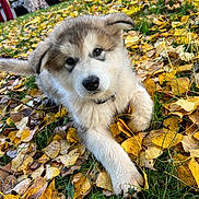 Luffy participe au concours pour gagner de l'argent avec cette photo : puppy, dog, grass, leaves, autumn, outdoor, nature, animal, pet, fur, playful, cute, young, collar, fall, yellow_leaves, green_grass, blurred_background, wooden_deck, canine