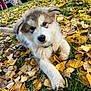 puppy, dog, grass, leaves, autumn, outdoor, nature, animal, pet, fur, playful, cute, young, collar, fall, yellow_leaves, green_grass, blurred_background, wooden_deck, canine
