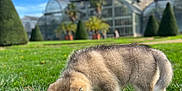 Luffy participe au concours pour gagner de l'argent avec cette photo : puppy, dog, grass, greenhouse, garden, outdoor, sky, tree, plant, nature, animal, pet, canine, fluffy, curious, daylight, landscape, young, sniffing, sculpted_trees