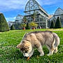 puppy, dog, grass, greenhouse, garden, outdoor, sky, tree, plant, nature, animal, pet, canine, fluffy, curious, daylight, landscape, young, sniffing, sculpted_trees