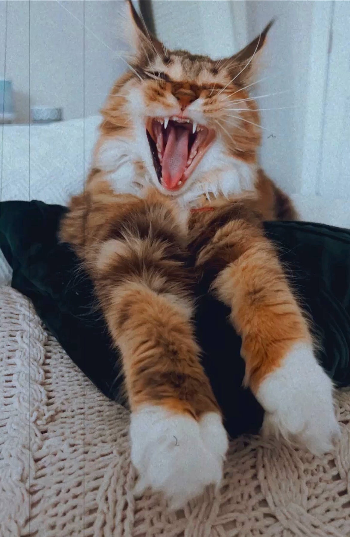 Olive is registered to the contest to win money with this photo: carnivore, cat, claw, comfort, domestic_short_haired_cat, fang, fawn, felidae, foot, fur, gesture, maine_coon, paw, small_to_medium_sized_cats, snout, tail, terrestrial_animal, whiskers, window, yawn