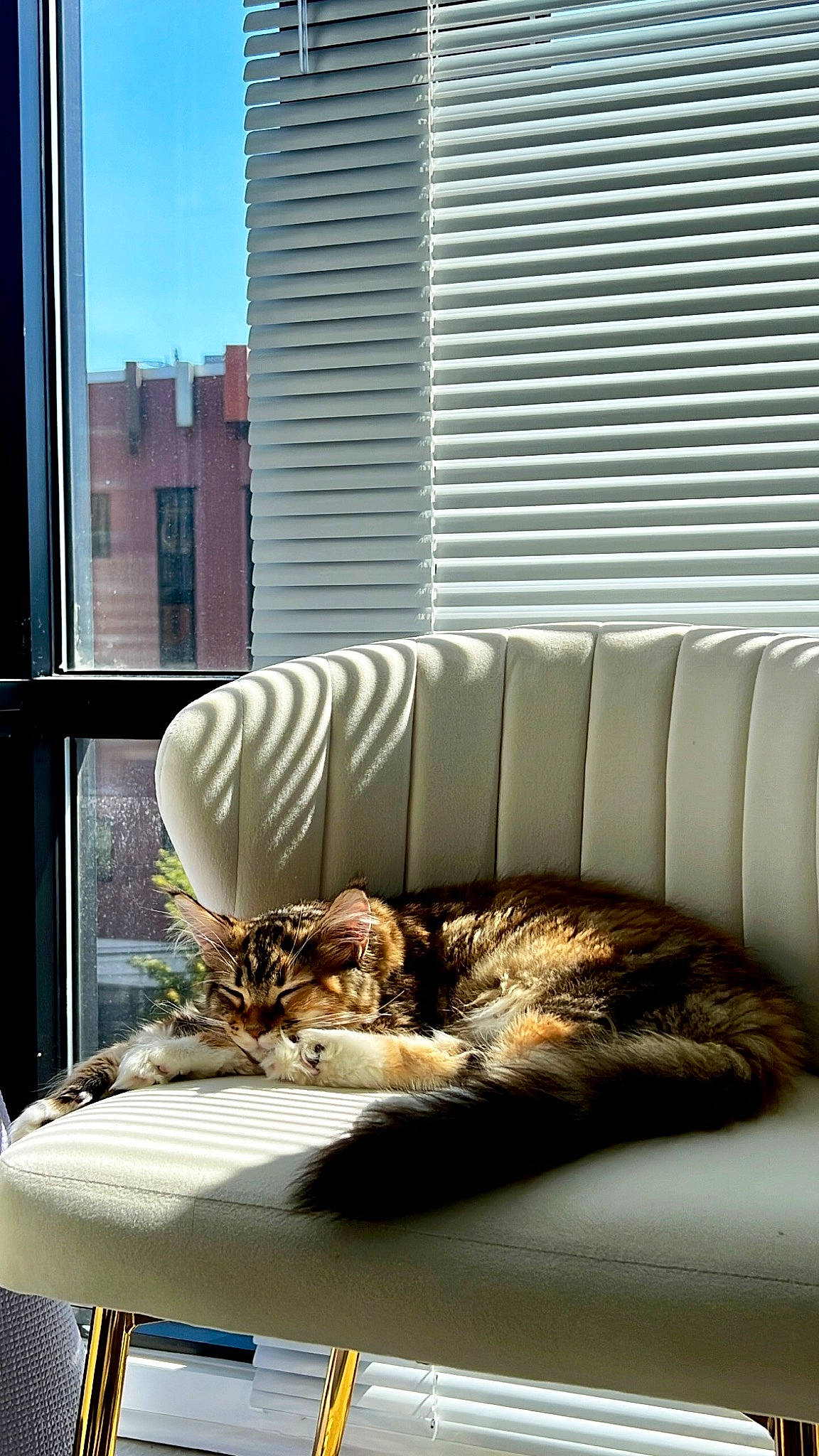 Olive joined the competition — help win amazing prizes! building, carnivore, cat, comfort, couch, felidae, furniture, interior_design, living_room, mammal, shade, small_to_medium_sized_cats, studio_couch, sunlight, textile, vertebrate, whiskers, window, window_blind, wood