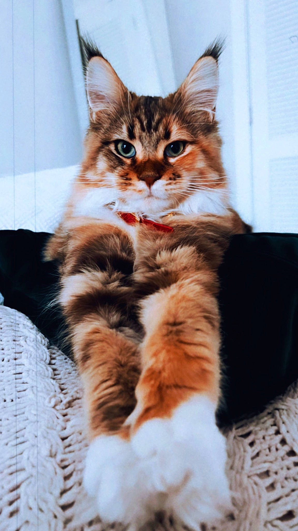 Olive joined the competition — help win amazing prizes! carnivore, cat, claw, comfort, domestic_short_haired_cat, fawn, felidae, fur, paw, sitting, small_to_medium_sized_cats, snout, tail, terrestrial_animal, whiskers