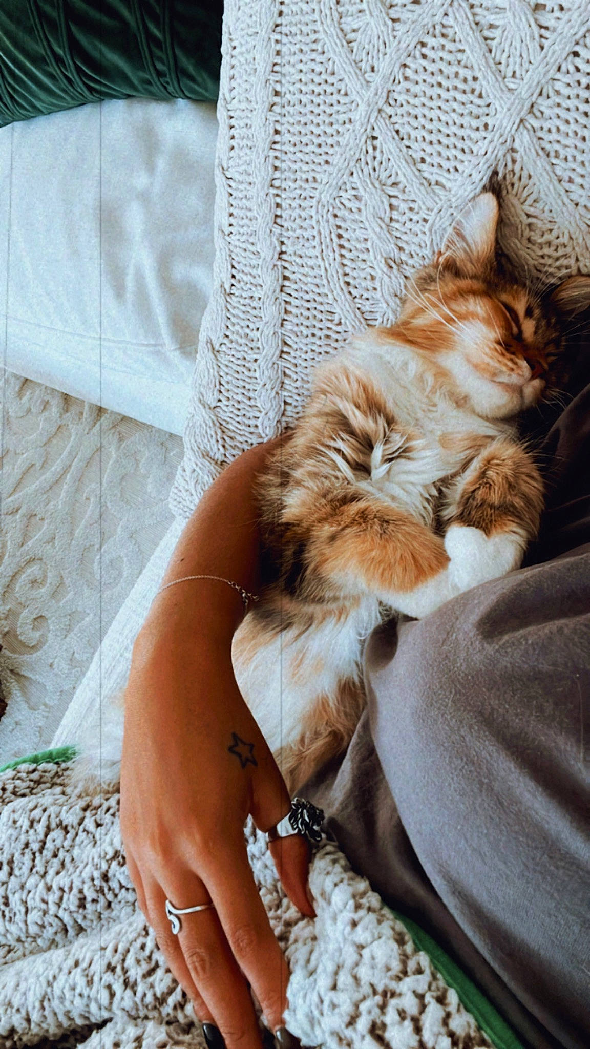 Olive is registered to the contest to win money with this photo: carnivore, cat, claw, comfort, companion_dog, fawn, felidae, foot, fur, human_leg, jewellery, linens, nail, paw, small_to_medium_sized_cats, sunglasses, tail, textile, whiskers, wrist