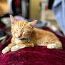 cat, kitten, sleeping, orange_tabby, white_paws, collar, pet_tag, blanket, soft_texture, indoor, cozy, relaxed, fur, animal, resting, closeup, domestic_cat, cute, feline, napping