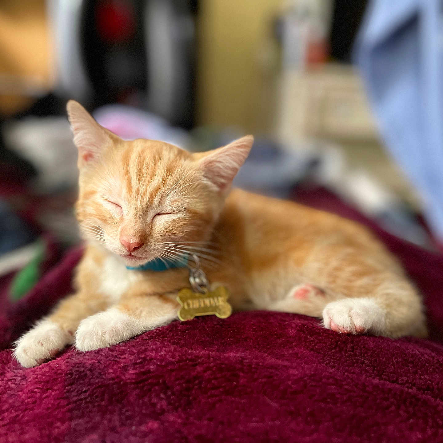 Cheddar is registered to the contest to win money with this photo: animal, blanket, cat, closeup, collar, cozy, cute, domestic_cat, feline, fur, indoor, kitten, napping, orange_tabby, pet_tag, relaxed, resting, sleeping, soft_texture, white_paws