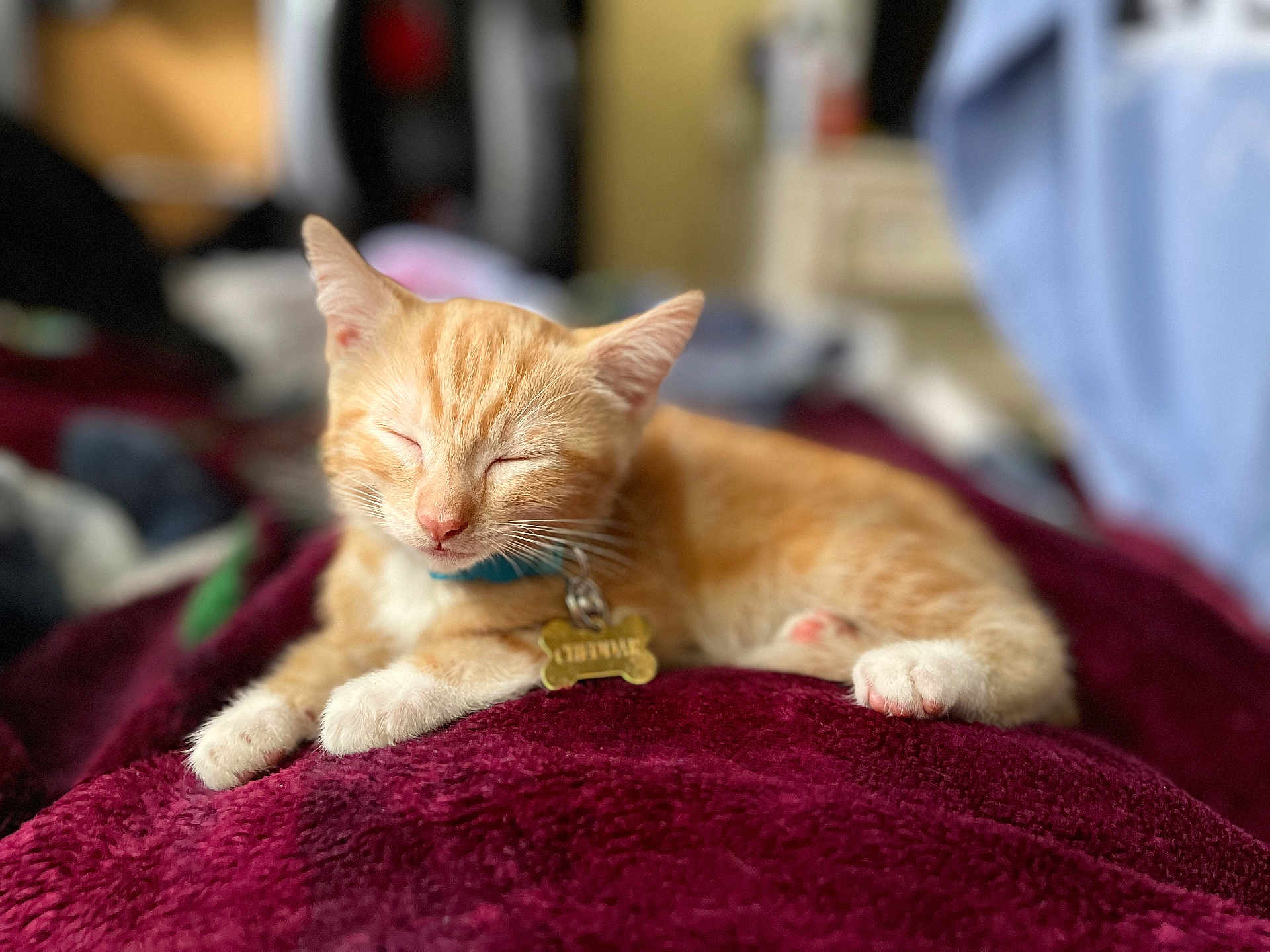 Cheddar is registered to the contest to win money with this photo: cat, kitten, sleeping, orange_tabby, white_paws, collar, pet_tag, blanket, soft_texture, indoor, cozy, relaxed, fur, animal, resting, closeup, domestic_cat, cute, feline, napping