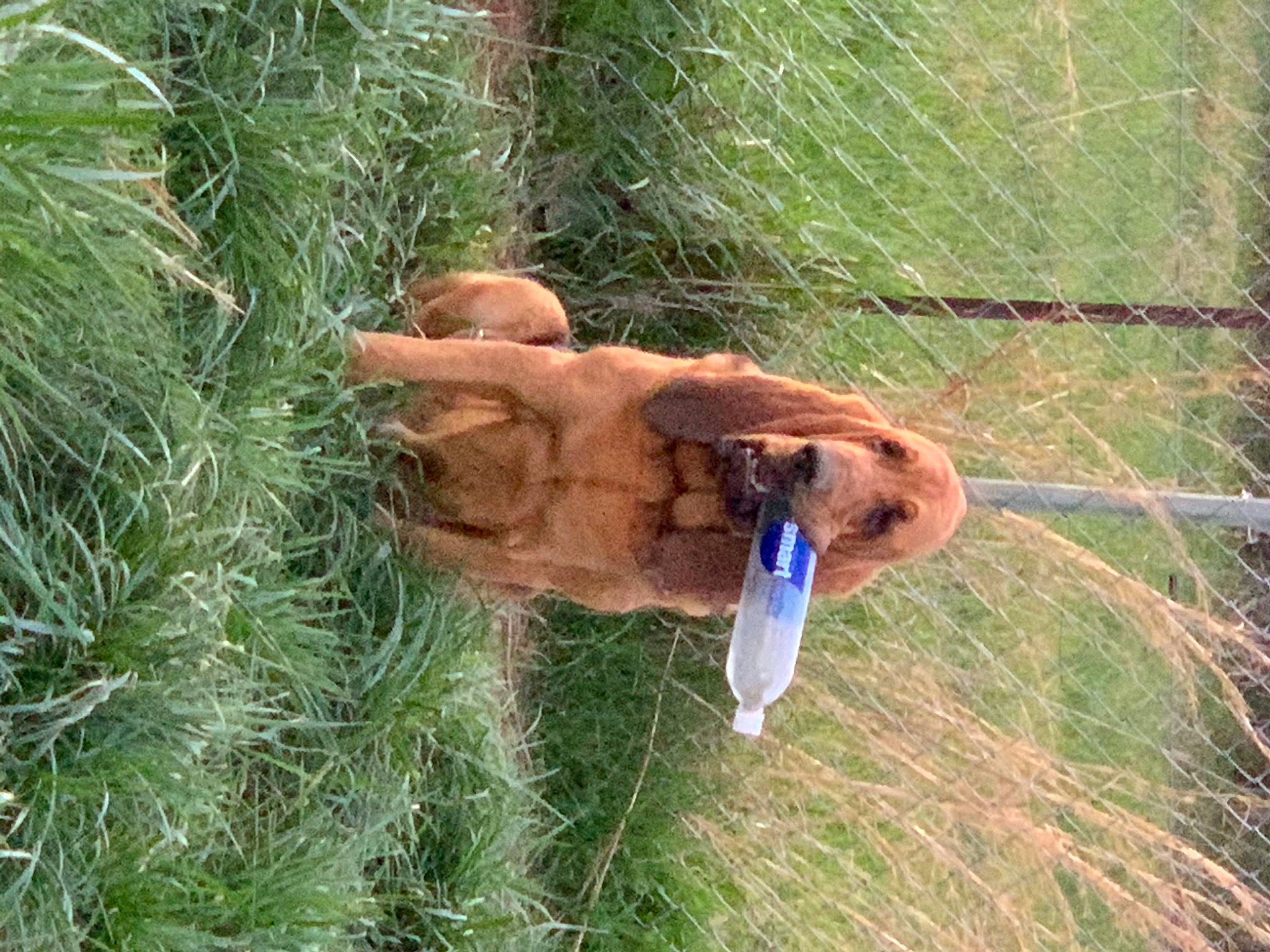 Sasquatch is registered to the contest to win money with this photo: carnivore, conifer, dog, dog_breed, fawn, fence, grass, grass_family, grassland, groundcover, mesh, pasture, plant, sporting_group, terrestrial_animal, terrestrial_plant, wildlife, wire_fencing, wood, working_animal