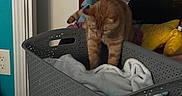 Nashu Mhakaracca is registered to the contest to win money with this photo: cat, orange_tabby, laundry_basket, clothes, indoor, curious, pet, furniture, textile, cushion, closet, door_frame, wall, electrical_outlet, folded_clothes, fabric, domestic, animal, home, room