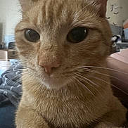 Nashu Mhakaracca is registered to the contest to win money with this photo: cat, orange_tabby, close_up, whiskers, indoor, pet, feline, face, ears, fur, animal, cute, portrait, domestic_cat, eyes, nose, paw, relaxed, soft, background