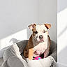 dog, puppy, pit_bull, sitting, pet_bed, shark_bed, plush_toy, pink_ball, indoor, sunlight, portrait, front_facing, brown_and_white, floppy_ears, blue_eyes, nose, paws, wood_floor, white_wall, shadow