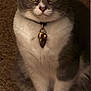 Sunshine joined the competition — help win amazing prizes! alert, animal, carpet, cat, charm, closeup, collar, cute, domestic_cat, ears, feline, fur, gray_cat, indoor, paws, pet, portrait, sitting, whiskers, white_fur