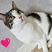 Choupette participe au concours pour gagner de l'argent avec cette photo : abyssinian, angora, animal, cat, egyptiancat, envelope, greetingcard, heart, kitten, loveheartsymbol, mail, manx, person, pet, sleeping, symbol