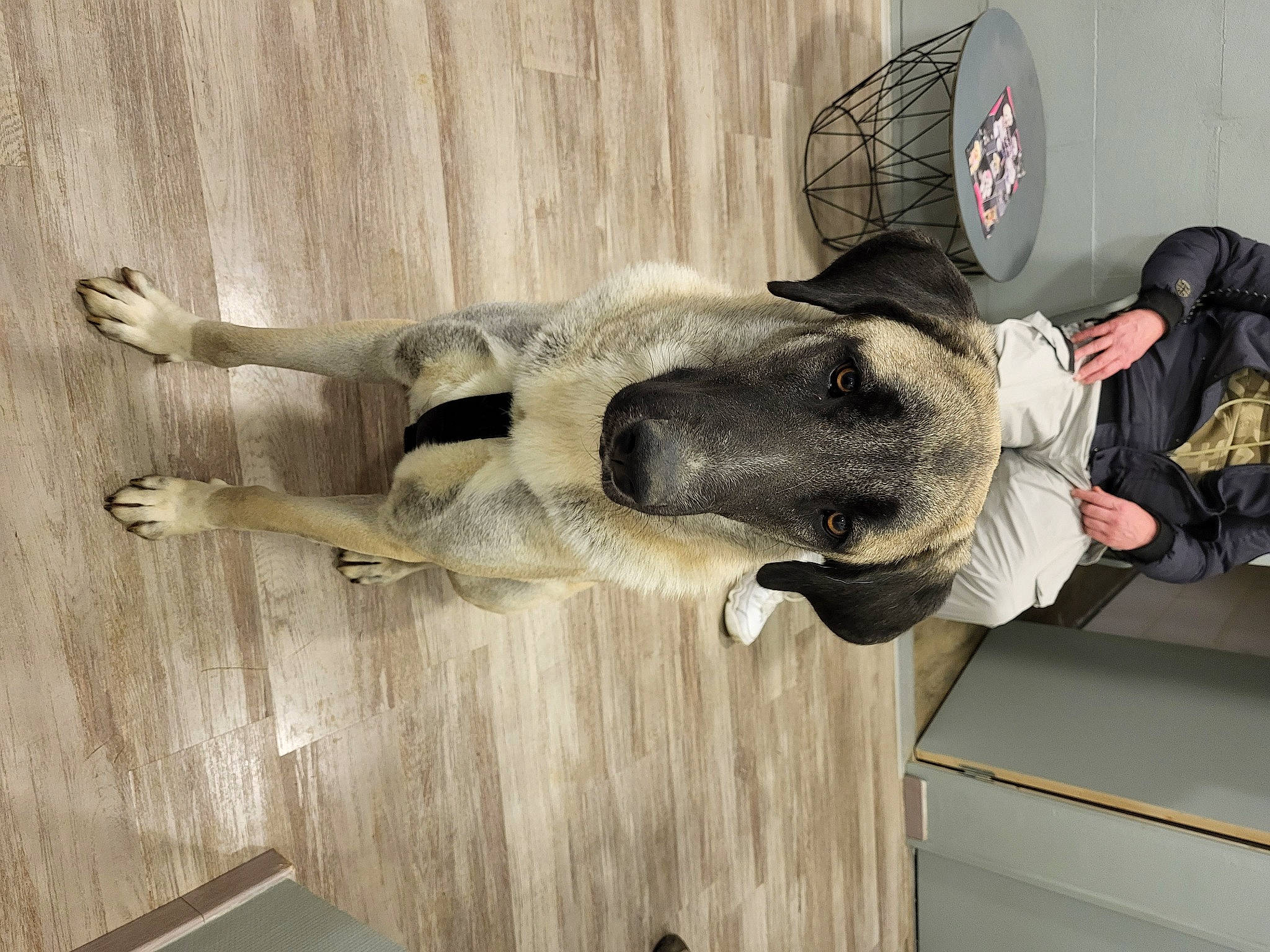 Sanga a rejoint le concours — aidez-le/la à gagner de superbes lots ! art, canidae, carnivore, dog_breed, fawn, flooring, fur, gesture, guard_dog, hardwood, hat, snout, sporting_group, tail, wood, working_animal