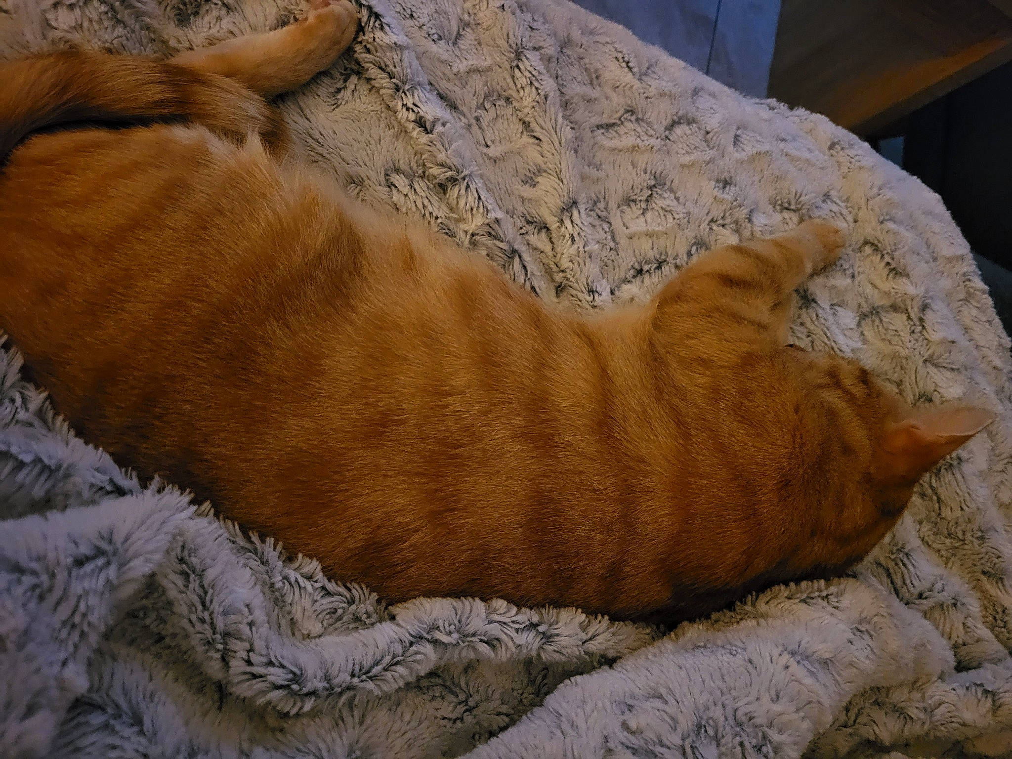 Caramel a rejoint le concours — aidez-le/la à gagner de superbes lots ! canidae, carnivore, cat, comfort, dog_breed, domestic_short_haired_cat, fawn, felidae, foot, fur, linens, paw, small_to_medium_sized_cats, snout, sporting_group, tail, terrestrial_animal, whiskers, wood, wrinkle