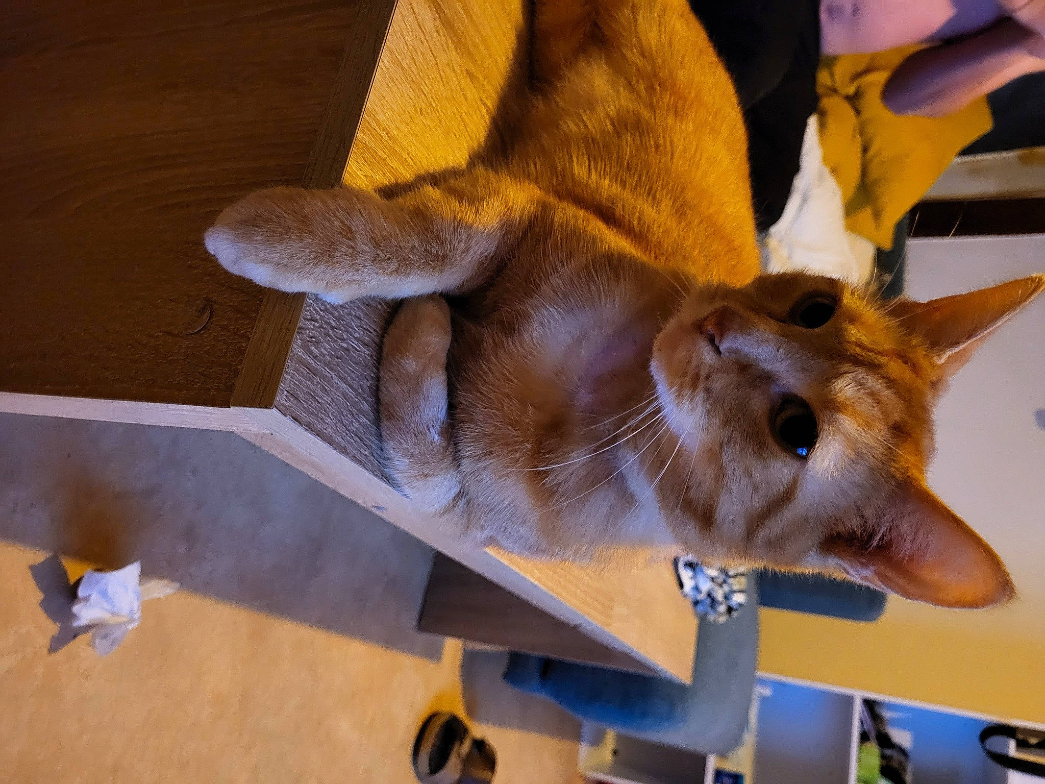 Caramel participe au concours pour gagner de l'argent avec cette photo : art, canidae, fawn, felidae, flooring, fur, hardwood, hide, room, small_to_medium_sized_cats, snout, tail, visual_arts, whiskers, wing, wood