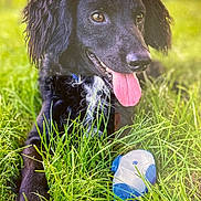 Tedy participe au concours pour gagner de l'argent avec cette photo : dog, black_dog, grass, tongue_out, toy, outdoor, pet, animal, happy, playing, nature, fur, canine, summer, close_up, tongue, white_patch, snout, ears, daylight